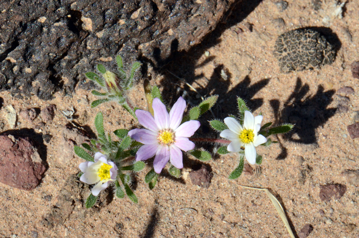 Daisy Desertstar prefers low desert sandy or gravelly flats or desert washes. The photo shows a Daisy Desertstar growing in sandy soils. Monoptilon bellidiforme